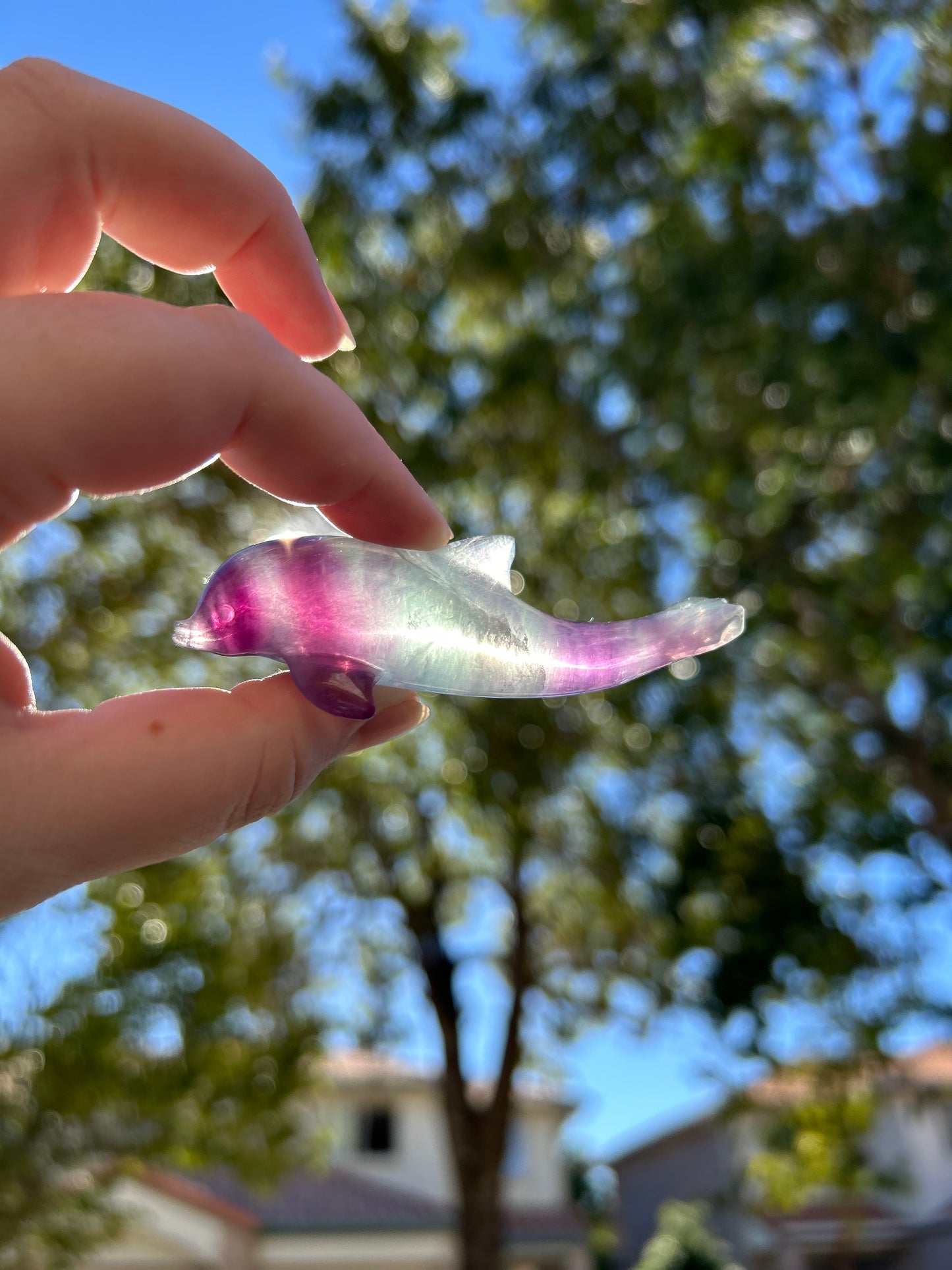 Fluorite Dolphin